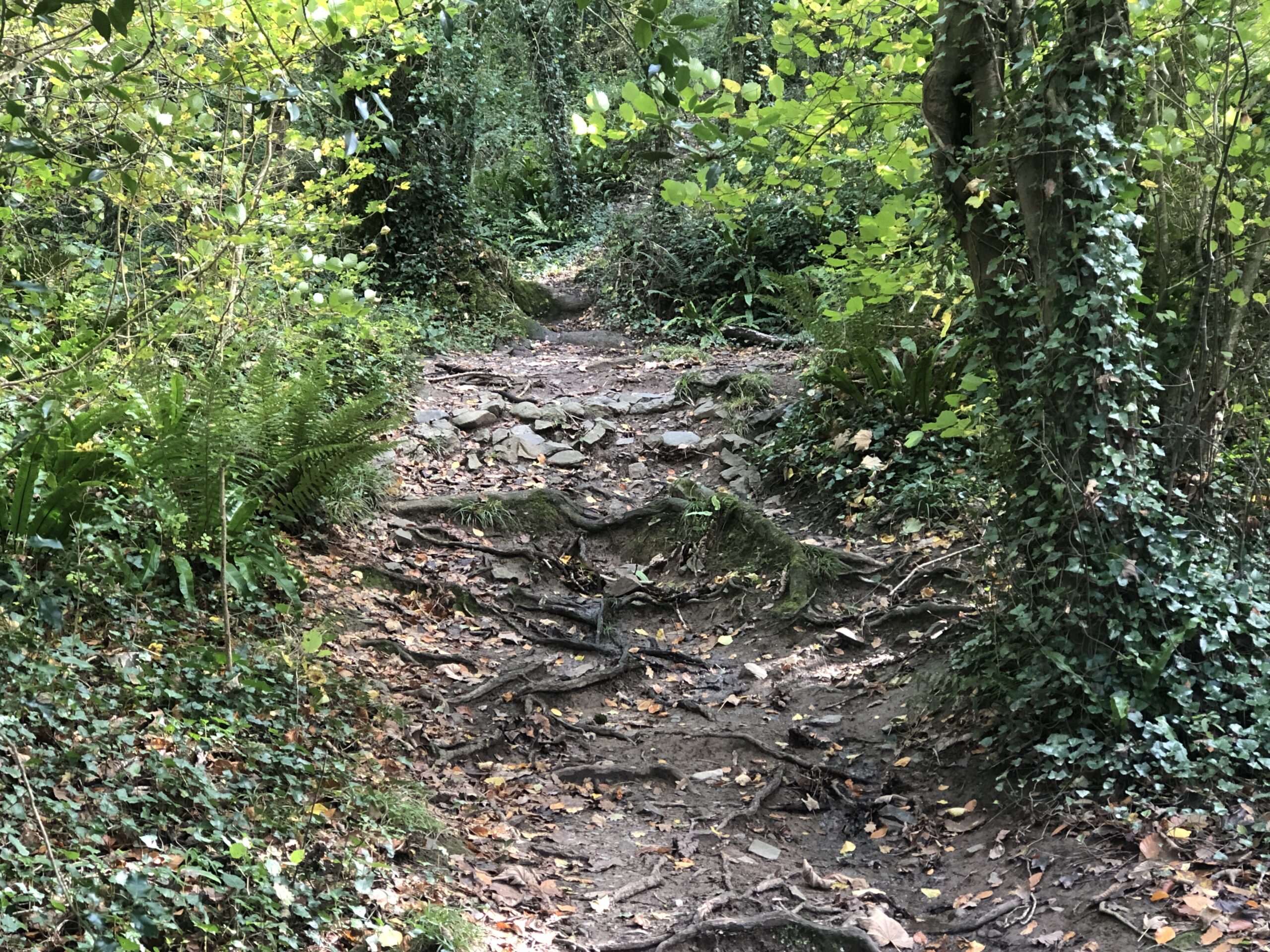 Path through woodland